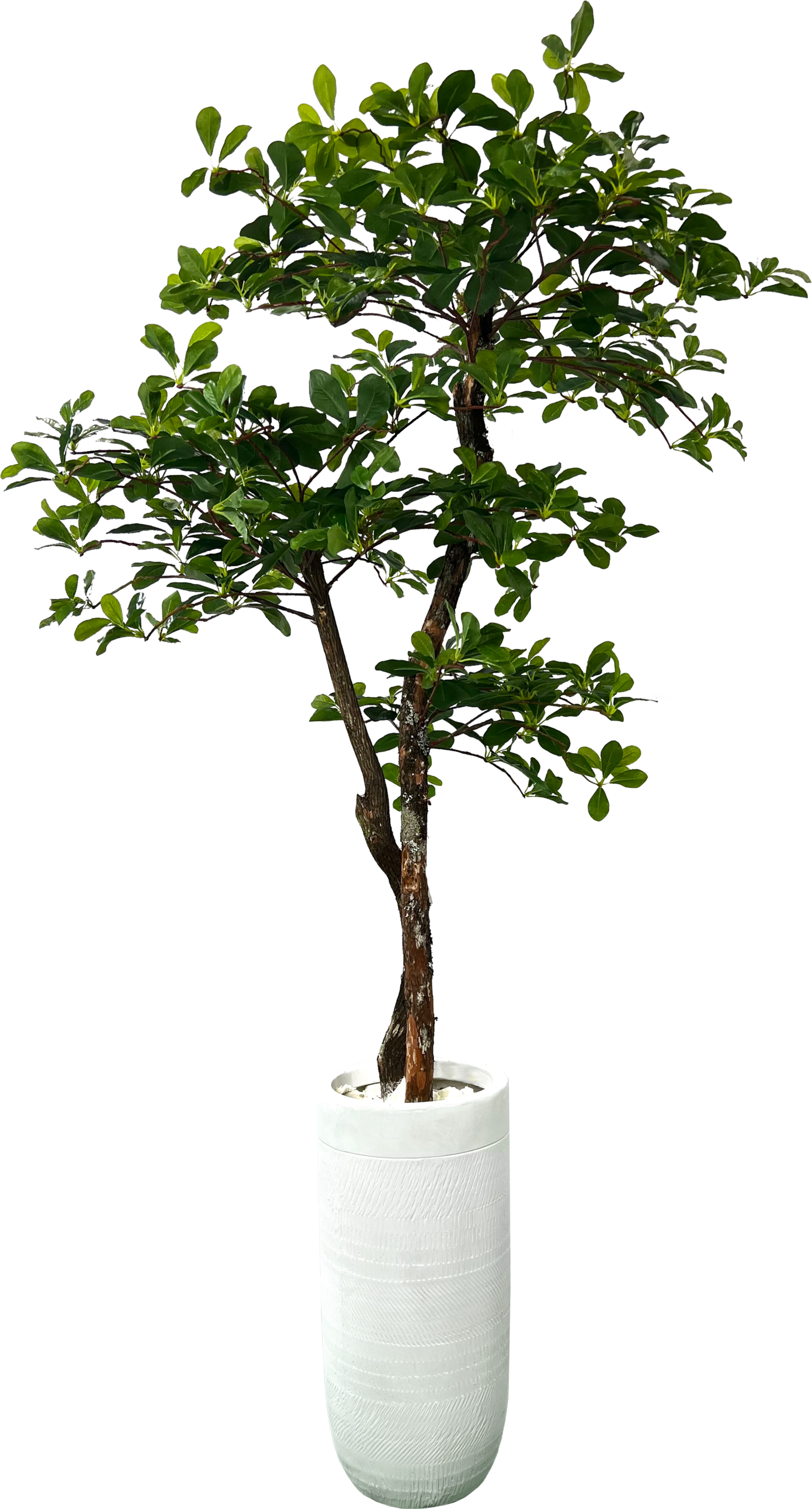 5.5' Artificial Olive Cone Tree – Cypress and Alabaster
